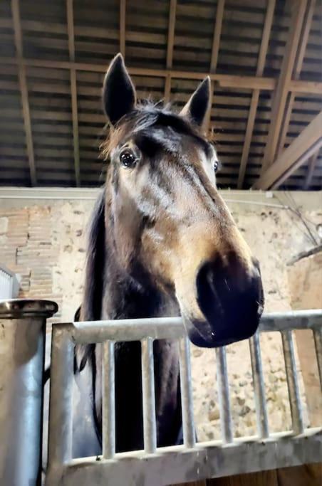 Gite Au Haras D'Agathe Et Ses Princes Les Barils Kültér fotó