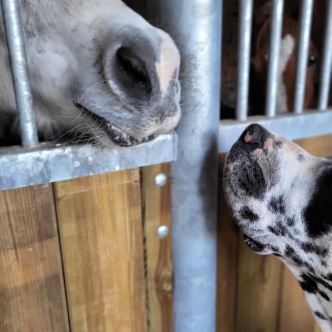 Gite Au Haras D'Agathe Et Ses Princes Les Barils Kültér fotó