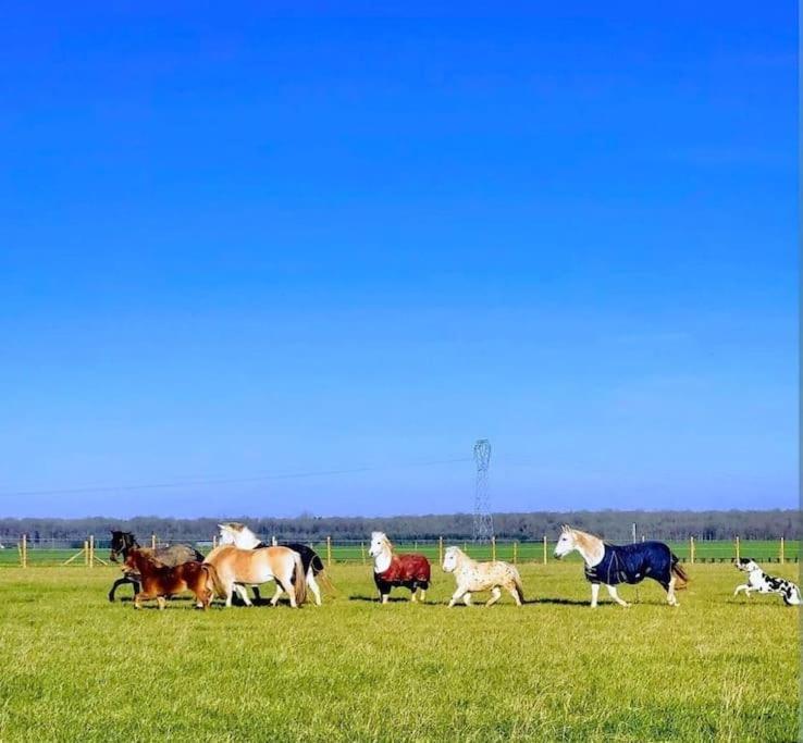 Gite Au Haras D'Agathe Et Ses Princes Les Barils Kültér fotó